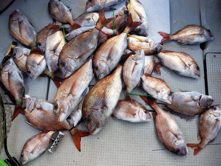 Fisherman Dreams DI 釣果