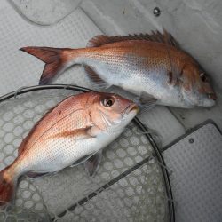 Fisherman Dreams DI 釣果