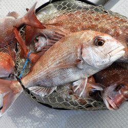 Fisherman Dreams DI 釣果