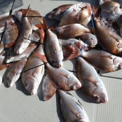 Fisherman Dreams DI 釣果