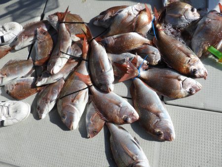 Fisherman Dreams DI 釣…