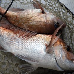 Fisherman Dreams DI 釣果