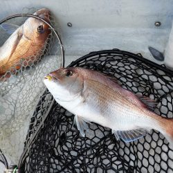 Fisherman Dreams DI 釣果