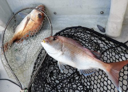 Fisherman Dreams DI 釣果