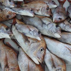 Fisherman Dreams DI 釣果