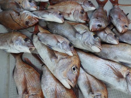 Fisherman Dreams DI 釣果