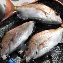 Fisherman Dreams DI 釣果