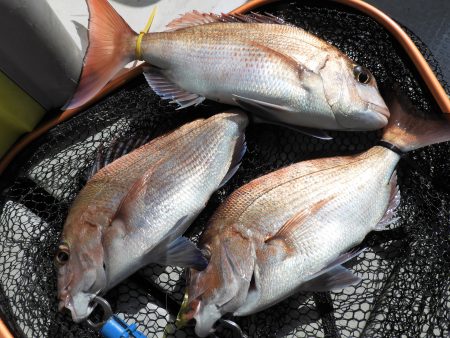 Fisherman Dreams DI 釣果