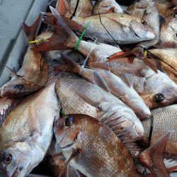 Fisherman Dreams DI 釣果