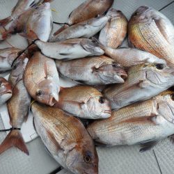 Fisherman Dreams DI 釣果