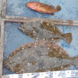 大進丸（愛知） 釣果