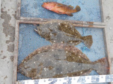 大進丸（愛知） 釣果