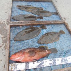 大進丸（愛知） 釣果