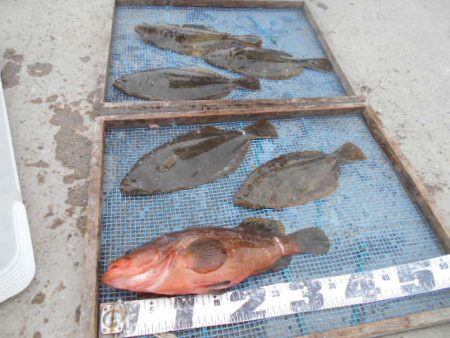 大進丸（愛知） 釣果