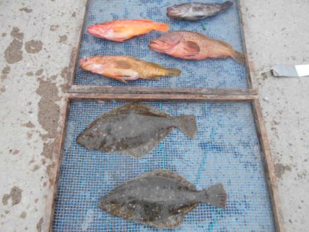 大進丸（愛知） 釣果