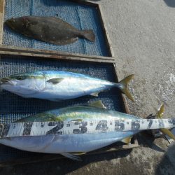 大進丸（愛知） 釣果