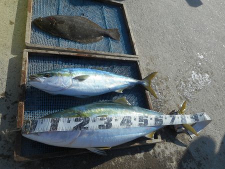 大進丸（愛知） 釣果