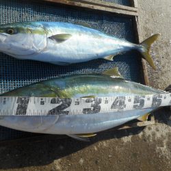 大進丸（愛知） 釣果
