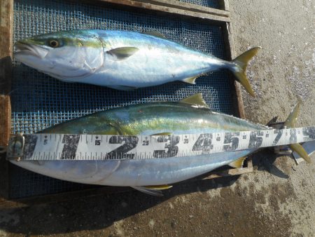 大進丸（愛知） 釣果