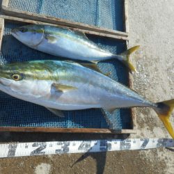 大進丸（愛知） 釣果