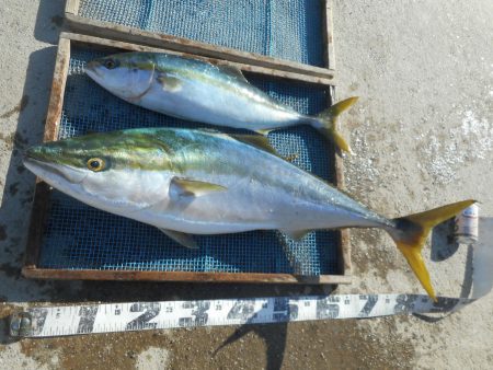 大進丸（愛知） 釣果