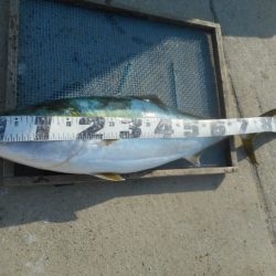 大進丸（愛知） 釣果