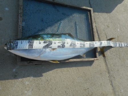 大進丸（愛知） 釣果