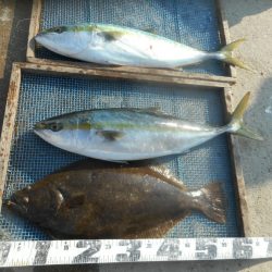 大進丸（愛知） 釣果