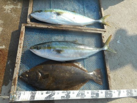 大進丸（愛知） 釣果