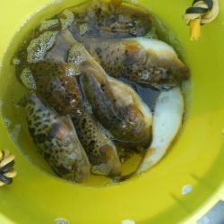 大進丸（愛知） 釣果