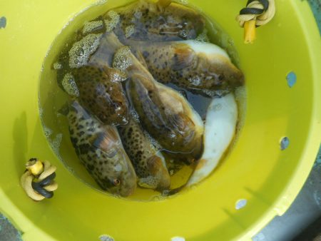 大進丸（愛知） 釣果