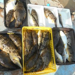 大進丸（愛知） 釣果