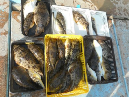 大進丸（愛知） 釣果