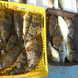 大進丸（愛知） 釣果