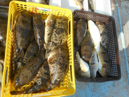 大進丸（愛知） 釣果