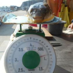 大進丸（愛知） 釣果