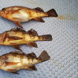 第二常豊丸 釣果