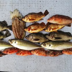 第二常豊丸 釣果