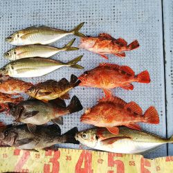 第二常豊丸 釣果