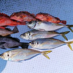 第二常豊丸 釣果