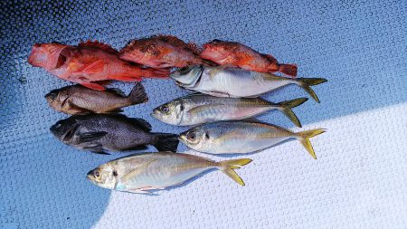 第二常豊丸 釣果