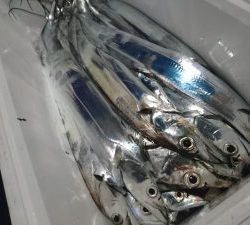 舵丸 釣果