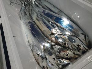 舵丸 釣果