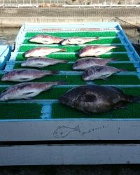 和歌山マリーナシティ釣り堀 釣果