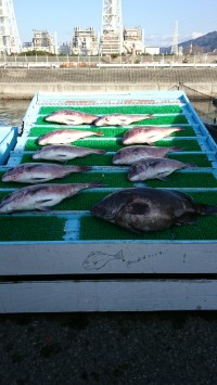 和歌山マリーナシティ釣り堀 釣果