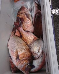 和歌山マリーナシティ釣り堀 釣果