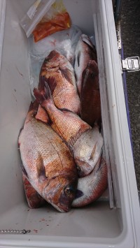 和歌山マリーナシティ釣り堀 釣果