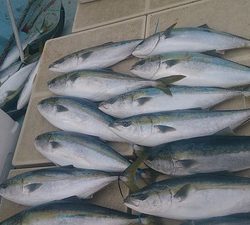 旭星釣りセンター 釣果