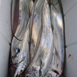 武士(SAMURAI) 釣果