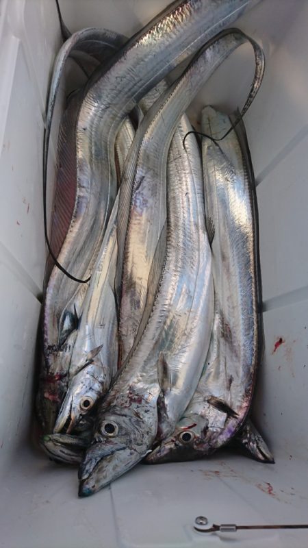 武士(SAMURAI) 釣果